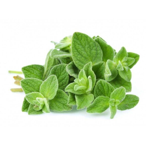Fresh Oregano